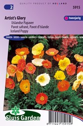 Poppy, Iceland Poppy Artist's Glory