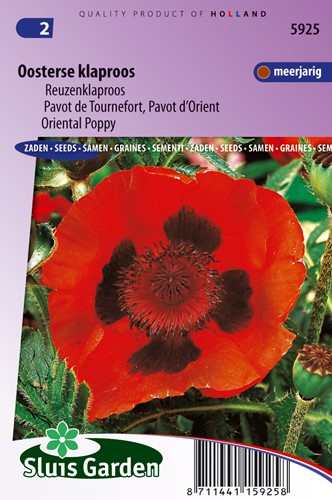 Poppy, Oriental Poppy Scarlet