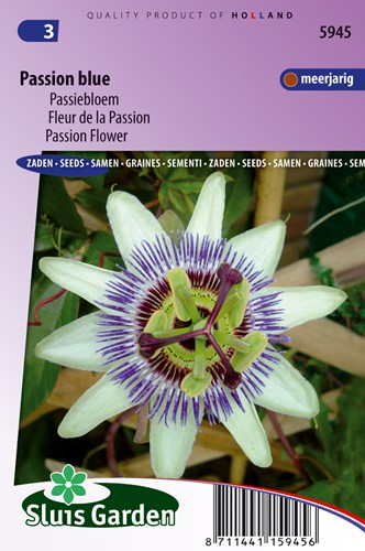 Passion Flower Passion Blue - Passiflora