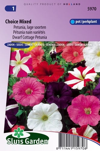 Dwarf Cottage Petunia, Choice Mixed