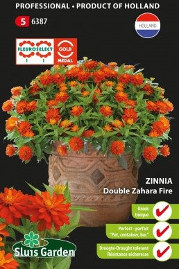 Zinnia Zahara Fire double