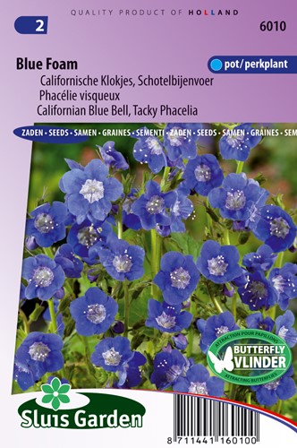 Phacelia, Californian Blue Bell Blue Foam