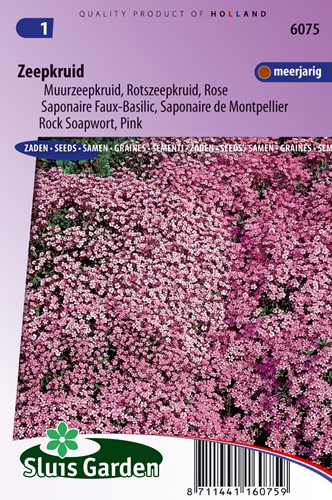 Rock Soapwort Rose-Pink - Saponaria