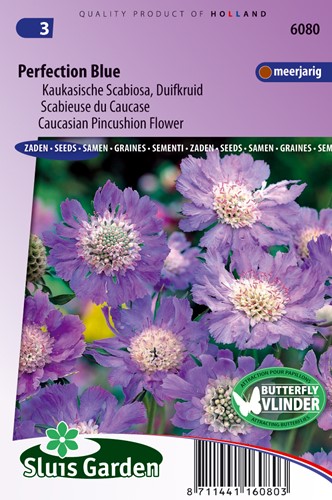 Caucasian Pincushion Flower, Perfection Blue