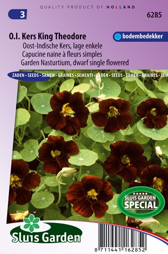 Oost-Indische kers King Theodore (Black Velvet), lage