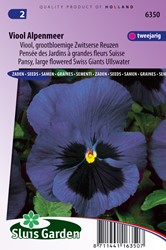 Pansy Swiss Giants Ullswater
