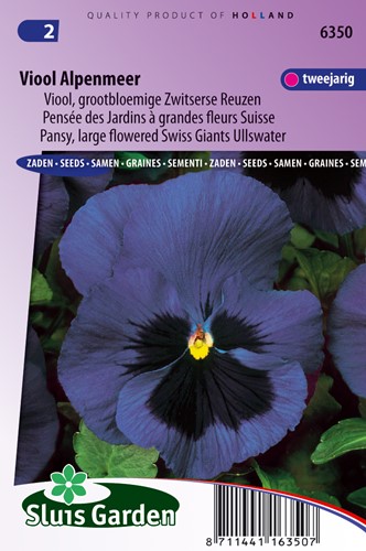 Pansy Swiss Giants Ullswater