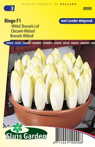 Brussels Witloof Bingo F1 - Chicory seeds - 675 seeds