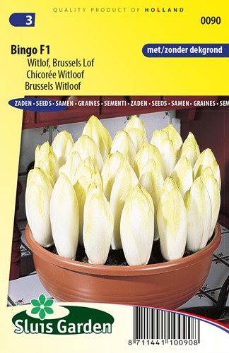 Brussels Witloof - Bingo F1 - 675 Seeds