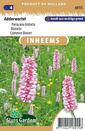 Common Bistort - Persicaria bistorta