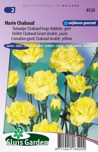 Carnation Marie Chabaud - Dianthus