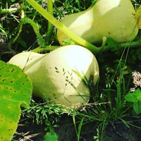 Eetbare Pompoen Waltham Butternut – Buzzy Organic Seeds-2