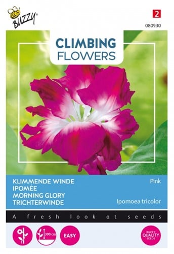 Morning glory Pink - Climbing Flowers