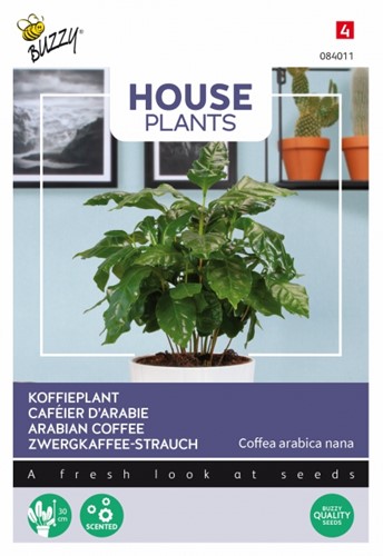 Arabian coffee - Buzzy House Plants