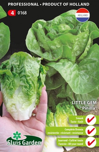 Little Winter Gem Pinilla