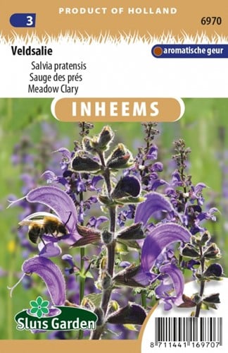 Meadow Clary - Salvia pratensis