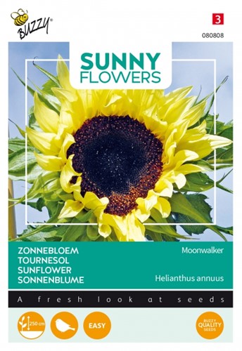 Sunflower Moonwalker - Sunny Flowers