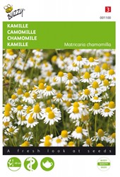 Chamomile - Matricaria chamomilla Buzzy