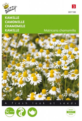 Chamomile - Matricaria chamomilla Buzzy