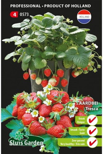 Strawberry Tresca - Fragaria