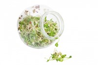 Organic Sprouting Daikon glass pot BIO - Buzzy -2