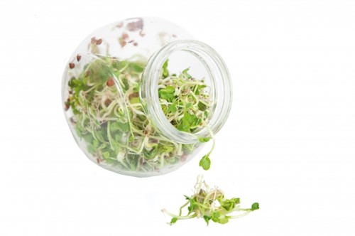 Organic Sprouting Daikon glass pot BIO - Buzzy -2
