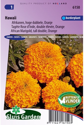 Marigold, African tall double Hawaii (orange) - Tagetes
