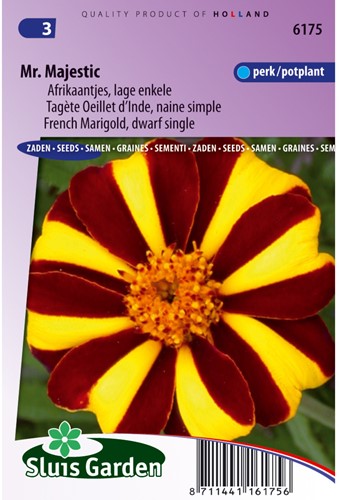 Marigold, French dwarf single Mr. Majestic - Tagetes