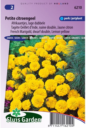 Marigold, French dwarf double Petite (Lemon Yellow) - Tagetes