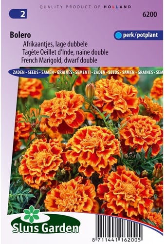 Marigold Bolero - Tagetes