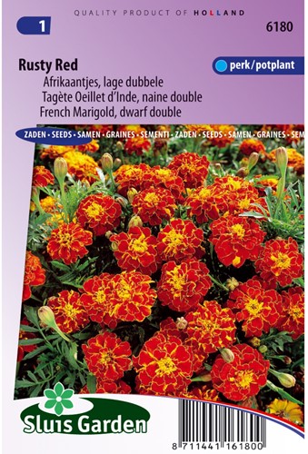 Marigold, French dwarf double Rusty Red - Tagetes