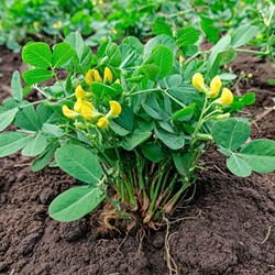 Peanut plant seeds - Arachis hypogaea