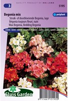 Begonia wax, Dwarf Mix