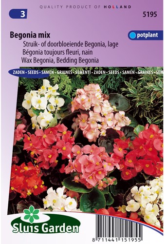 Begonia wax, Dwarf Mix