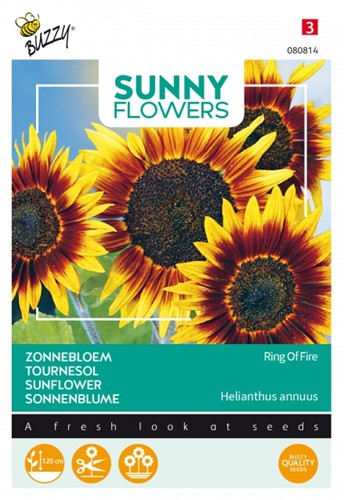 Sunflower Ring of Fire - Sunny Flowers