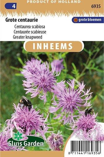 Greater knapweed - Centaurea scabiosa