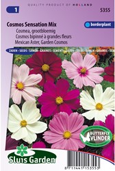 Mexican Aster, Garden Cosmos Sensation Mix