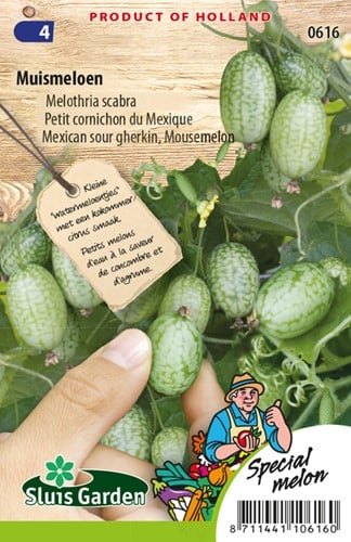 Mexican sour gherkin, Mousemelon