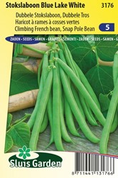 Climbing French Bean Blue Lake White