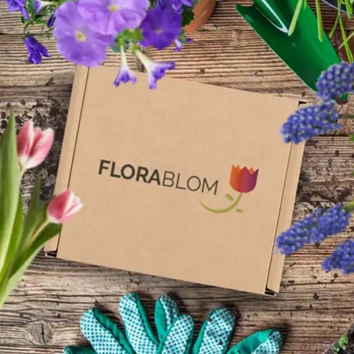 Greengift Zonnebloem 40 stuks in showdoos-3