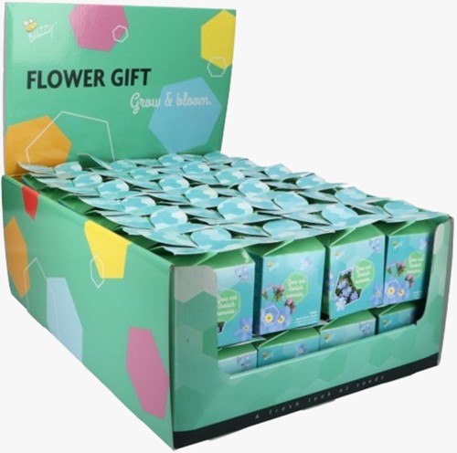 Buzzy Flower Gift (48x) Forget-me-not – Myosotis (Display 48x)