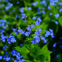 Vergeet-mij-Niet - Myosotis zakjes persoonlijk bedrukt - 500 stuks-3