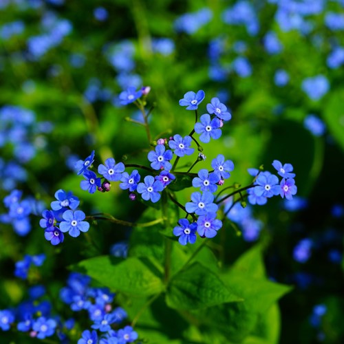 Vergeet-mij-Niet zakjes - Myosotis persoonlijk bedrukt - 1.500 stuks-3