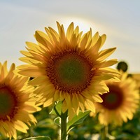Zonnebloem zakjes persoonlijk bedrukt - 50 stuks-3