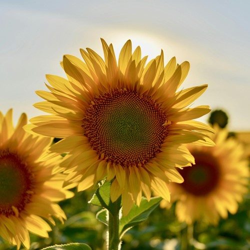 Zonnebloem zakjes persoonlijk bedrukt - 50 stuks-3