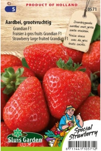 Strawberry large fruited Grandian F1