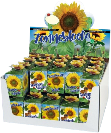 Greengift Sunflower 40 pcs in showbox