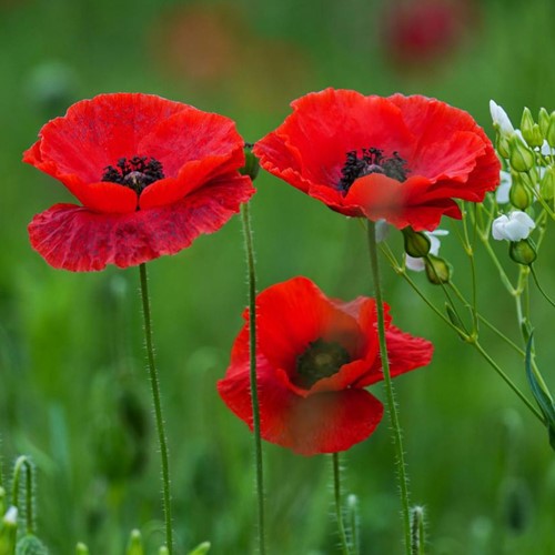 Corn Poppy, Field Poppy, red EKO