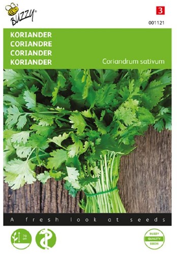 Coriandrum sativum large-seeded  – Coriandrum sativum
