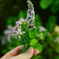 Spearmint curled, Crispleaf Mint (Mentha spicata crispa)